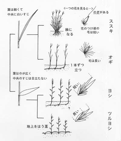 オギ・ススキ・ヨシ類の検索図