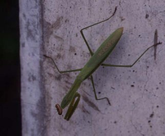 オオカマキリ