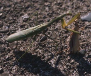 コカマキリを捕らえたオオカマキリ