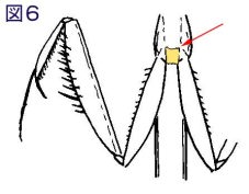 オオカマキリ図