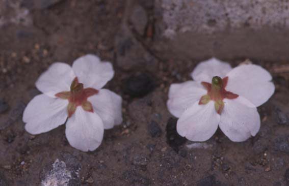 落ちたサクラの花