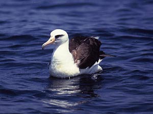 海面に浮かぶコアホウドリ