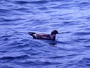 海面に浮かぶハシボソミズナギドリ