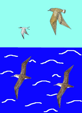 飛ぶ海鳥と水平線