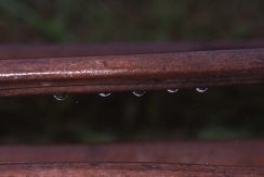 雨のしずく