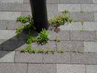 道路標識の周りの草