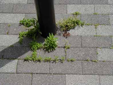 道路標識のまわりの草