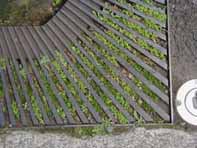 鉄製の網の間の草