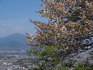ヤマザクラと大山