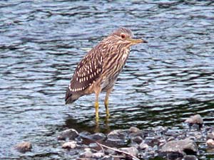 ホシゴイ（ゴイサギの若鳥）