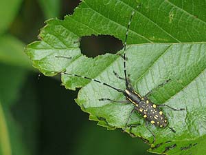 キボシカミキリ