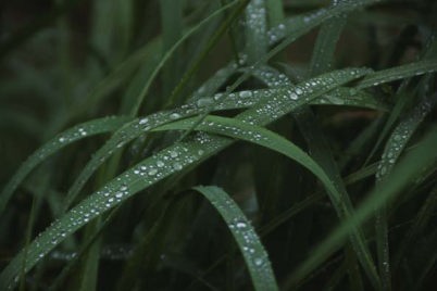 ススキの葉の露