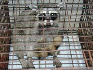 捕獲されたアライグマ