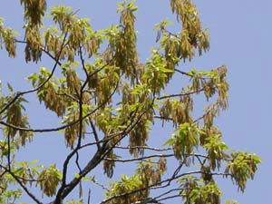 クヌギの芽吹きと花