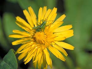 タンポポに来たヤブキリの幼虫