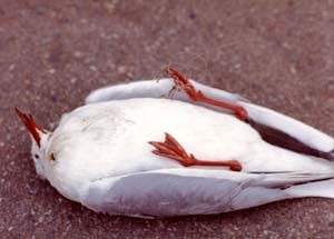 釣り糸にからんで死んだユリカモメ