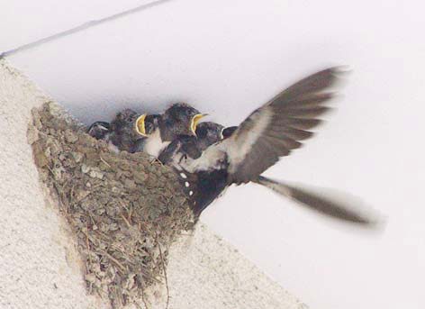 ひなにえさを与えるツバメの親鳥