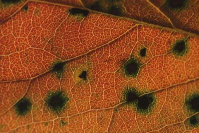 透過光で見たカキの紅葉