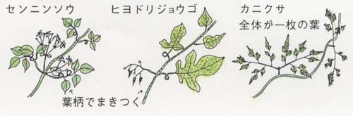 葉柄や軸でからむつる草