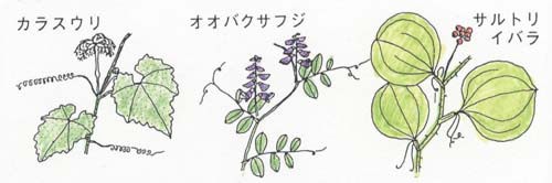 巻きひげでからむつる草