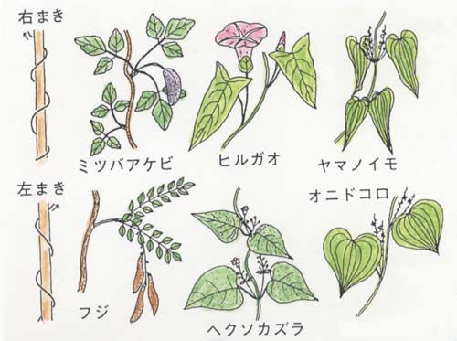 茎で巻きつくつる草