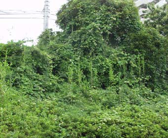 茂ったつる草
