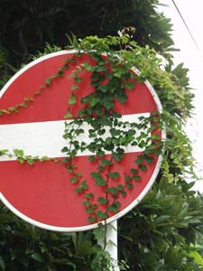 道路標識にからんだツタ