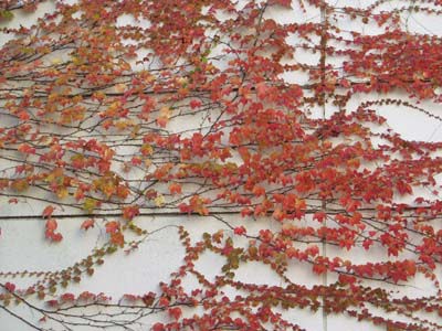 ツタの紅葉