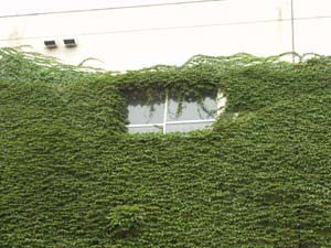 ツタのからまった建物