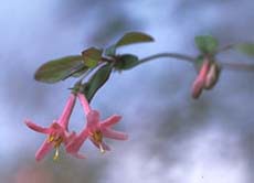 ウグイスカグラの花