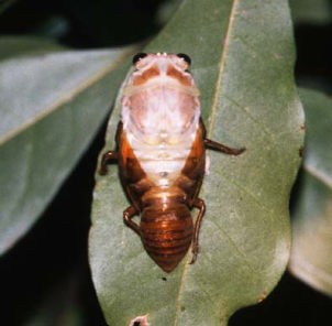 アブラゼミの羽化の始まり