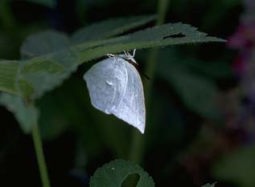 ウラギンシジミの成虫