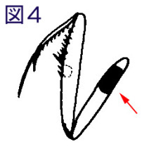 ウスバカマキリ図