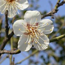 白梅の花
