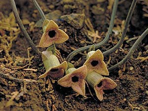 ズソウカンアオイの花