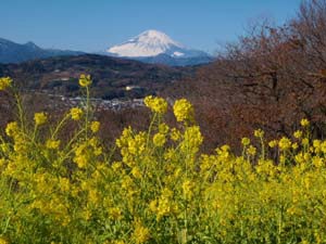 吾妻山の菜の花畑