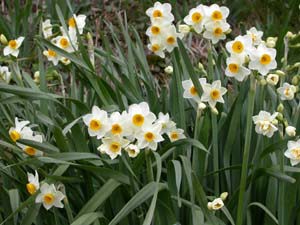 スイセンの花