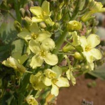 ブロッコリーの花