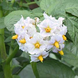ジャガイモの花
