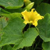 カボチャの花