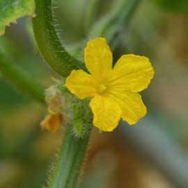 キュウリの花