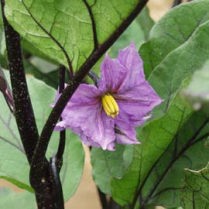 ナスの花