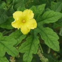 ニガウリの花