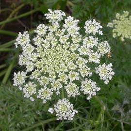 ニンジンの花
