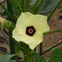 オクラの花