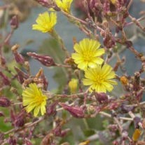 レタスの花