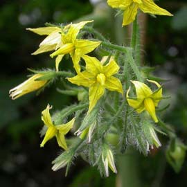 トマトの花