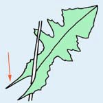 ノゲシの葉のつけね