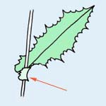 オニノゲシの葉のつけね