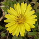 一重の舌状花